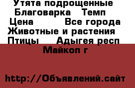 Утята подрощенные “Благоварка“,“Темп“ › Цена ­ 100 - Все города Животные и растения » Птицы   . Адыгея респ.,Майкоп г.